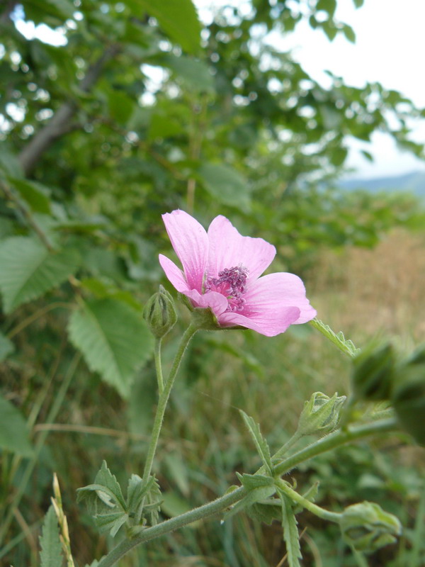 Image of Althaea narbonensis specimen.