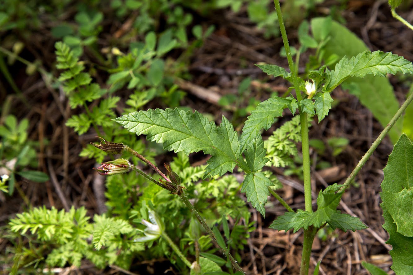 Image of genus Erodium specimen.