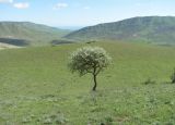 Pyrus salicifolia. Цветущее старое деревце. Дагестан, окр. с. Талги, склон горы. 22.04.2019.