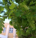 Quercus dshorochensis