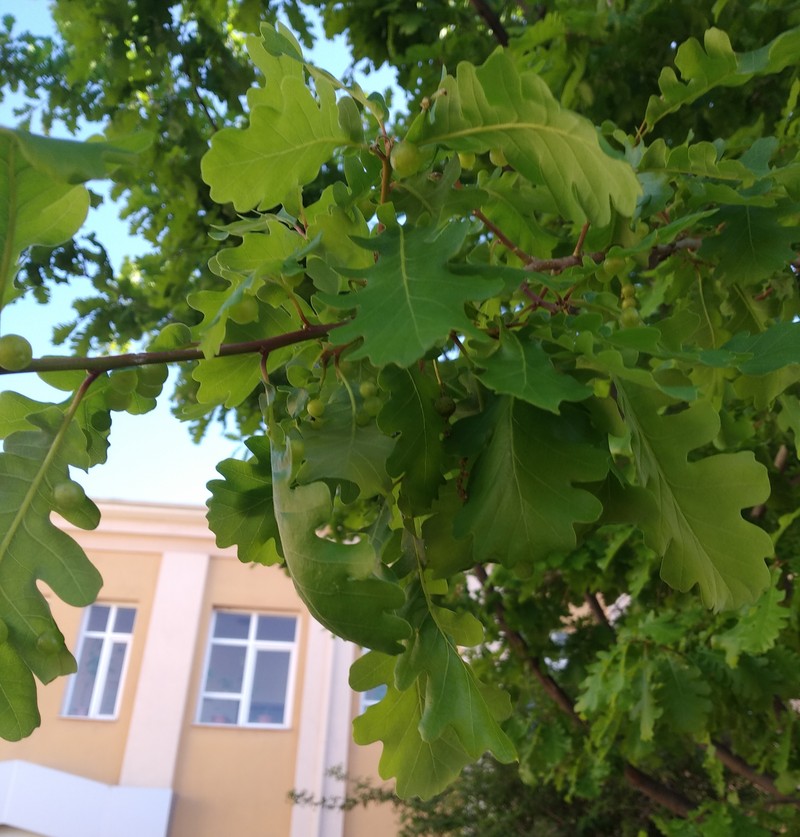 Изображение особи Quercus dshorochensis.
