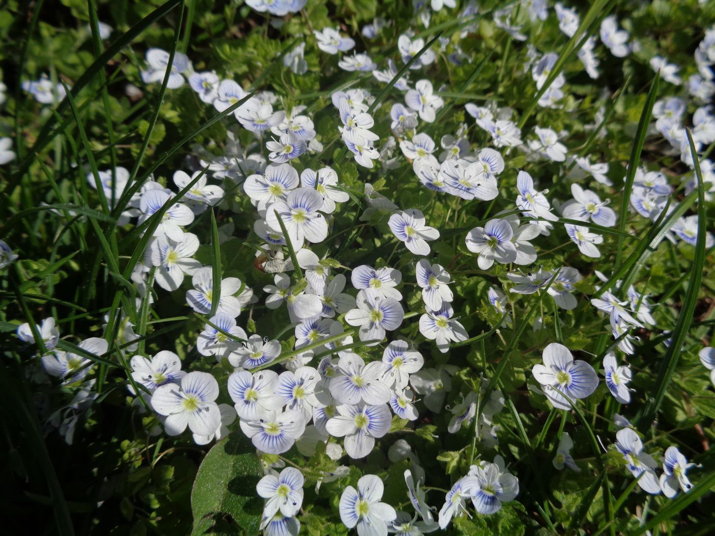 Image of Veronica filiformis specimen.