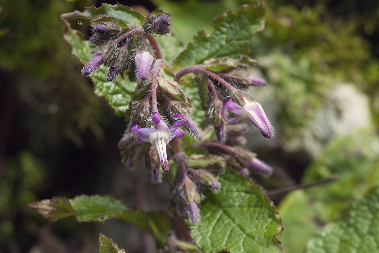 Изображение особи Trachystemon orientalis.