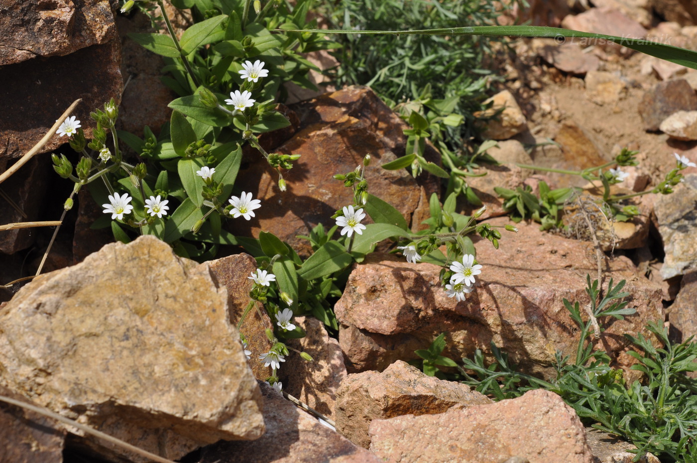 Image of Cerastium fischerianum specimen.