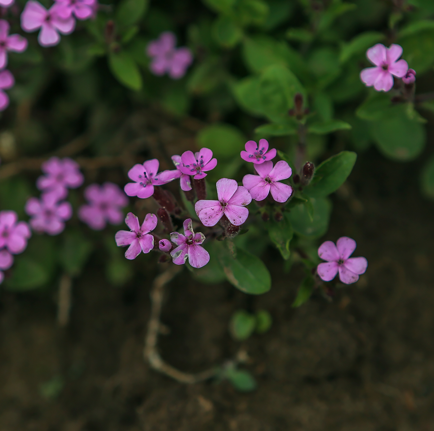 Изображение особи Saponaria ocymoides.