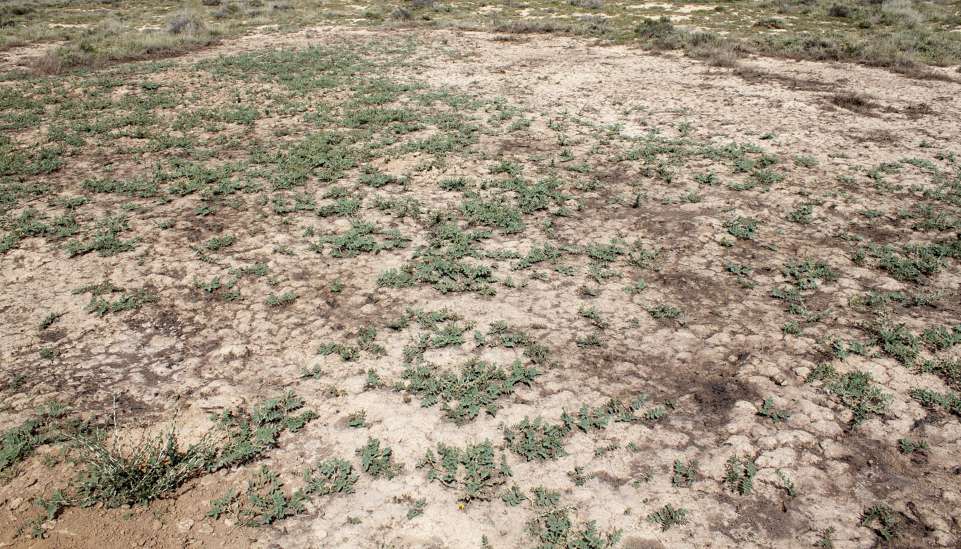 Image of Glycyrrhiza aspera specimen.