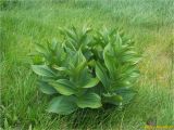 Veratrum album. Вегетирующее растение. Украина, Ивано-Франковская обл., Украинские Карпаты, хребет Черногора, 1700 м н.у.м., берег оз. Неистовое, субальпийский луг. 27 июня 2019 г.
