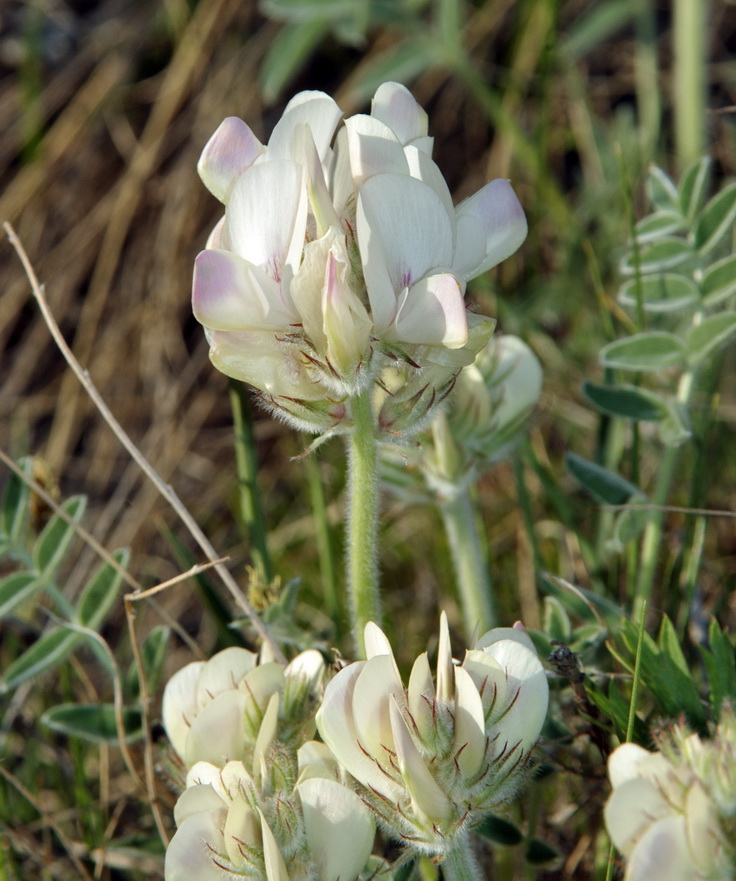 Image of Hedysarum turczaninovii specimen.