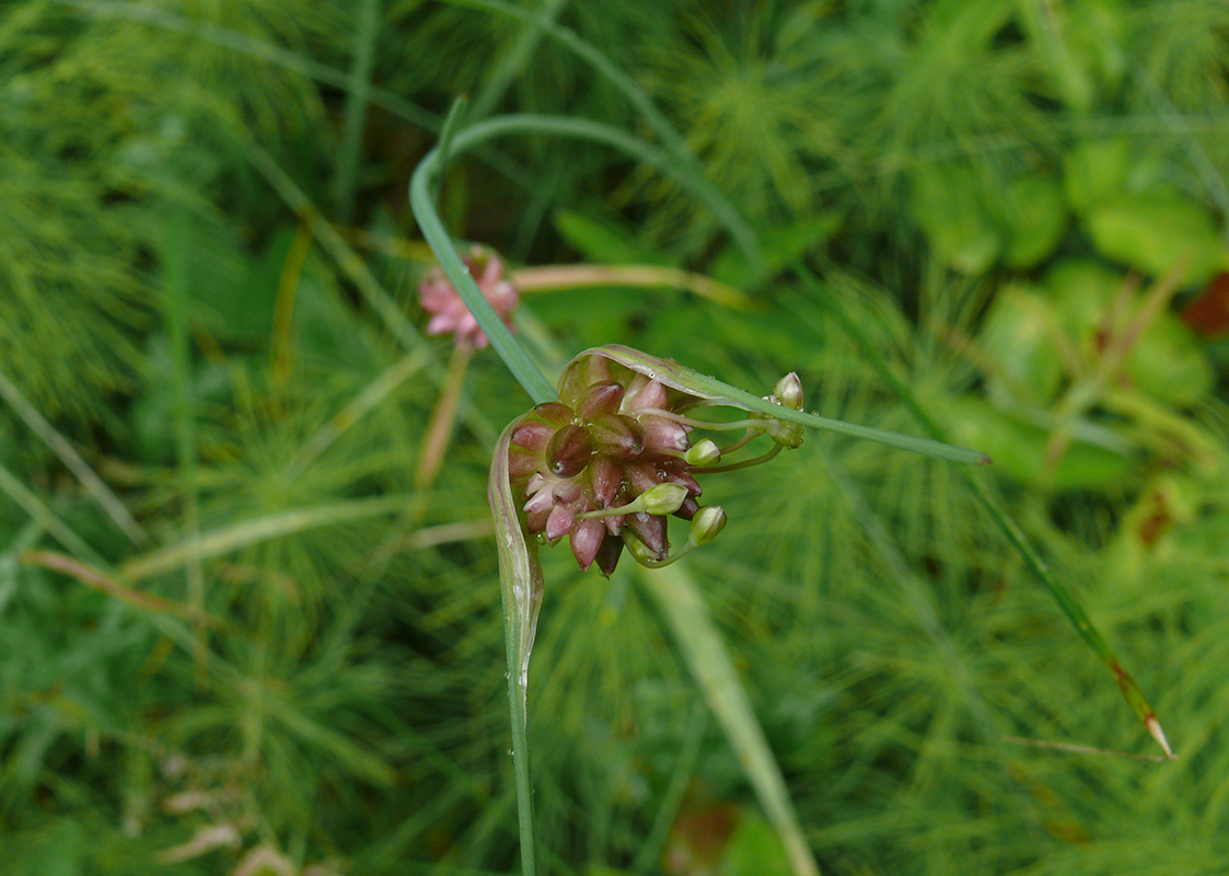 Изображение особи Allium oleraceum.