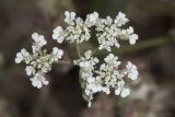 Torilis arvensis