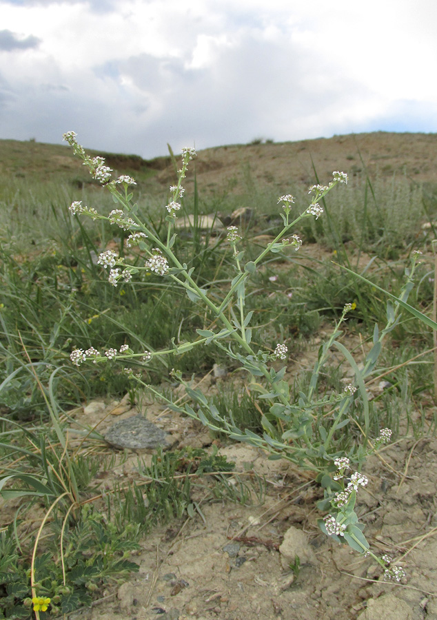 Изображение особи Lepidium cordatum.