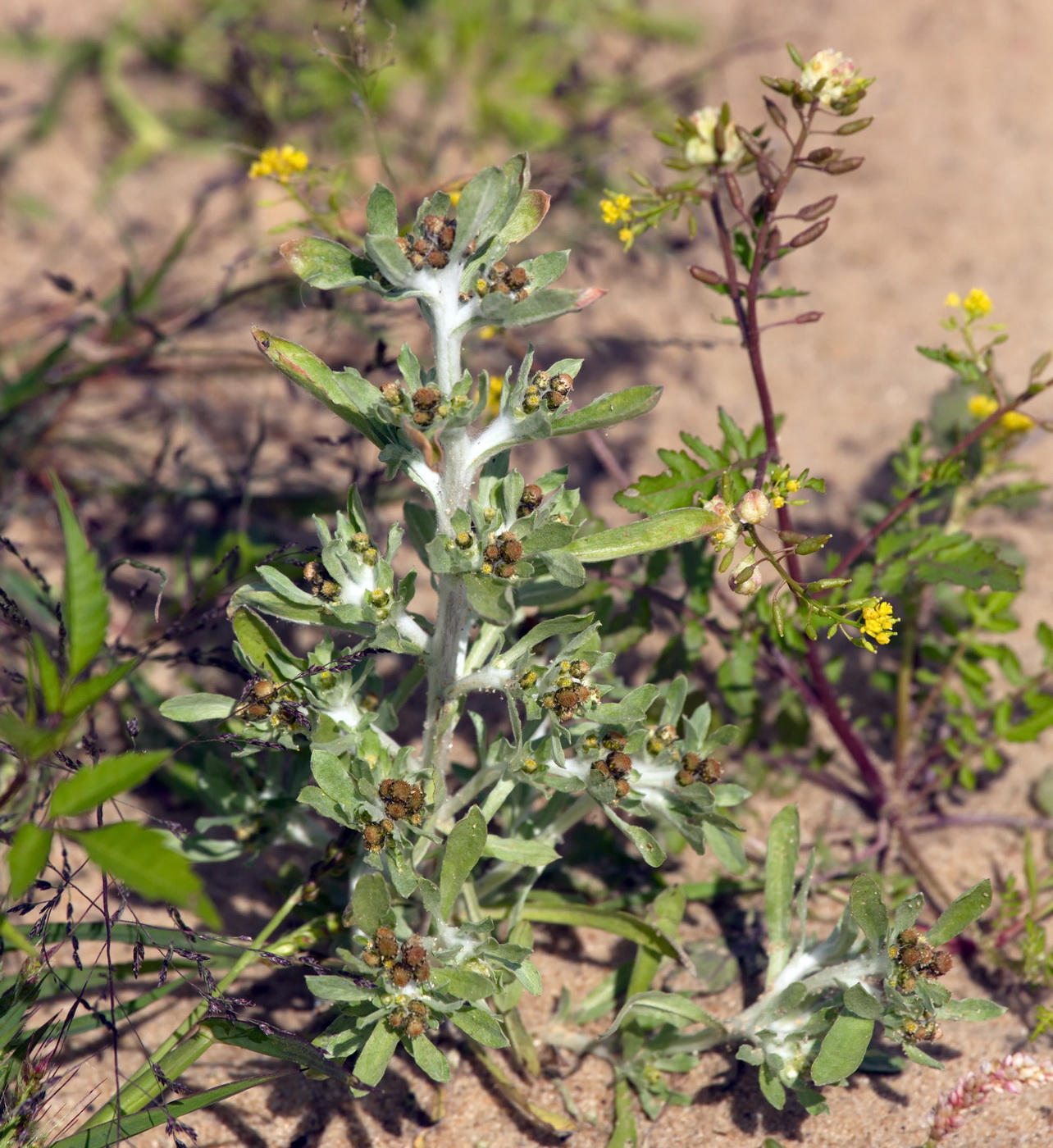 Изображение особи Gnaphalium rossicum.