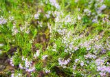 Calluna vulgaris