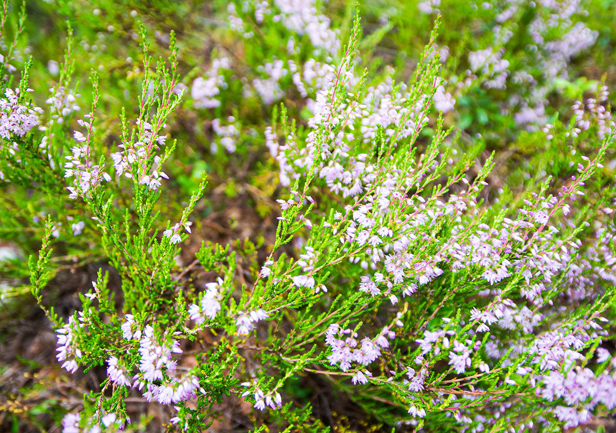 Изображение особи Calluna vulgaris.