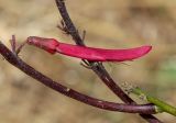 Erythrina herbacea