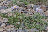 Erigeron heterochaeta