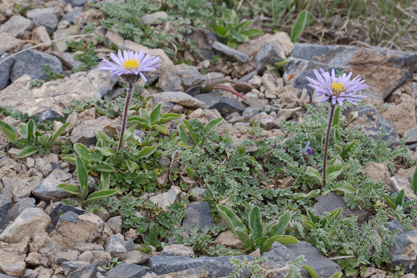 Изображение особи Erigeron heterochaeta.