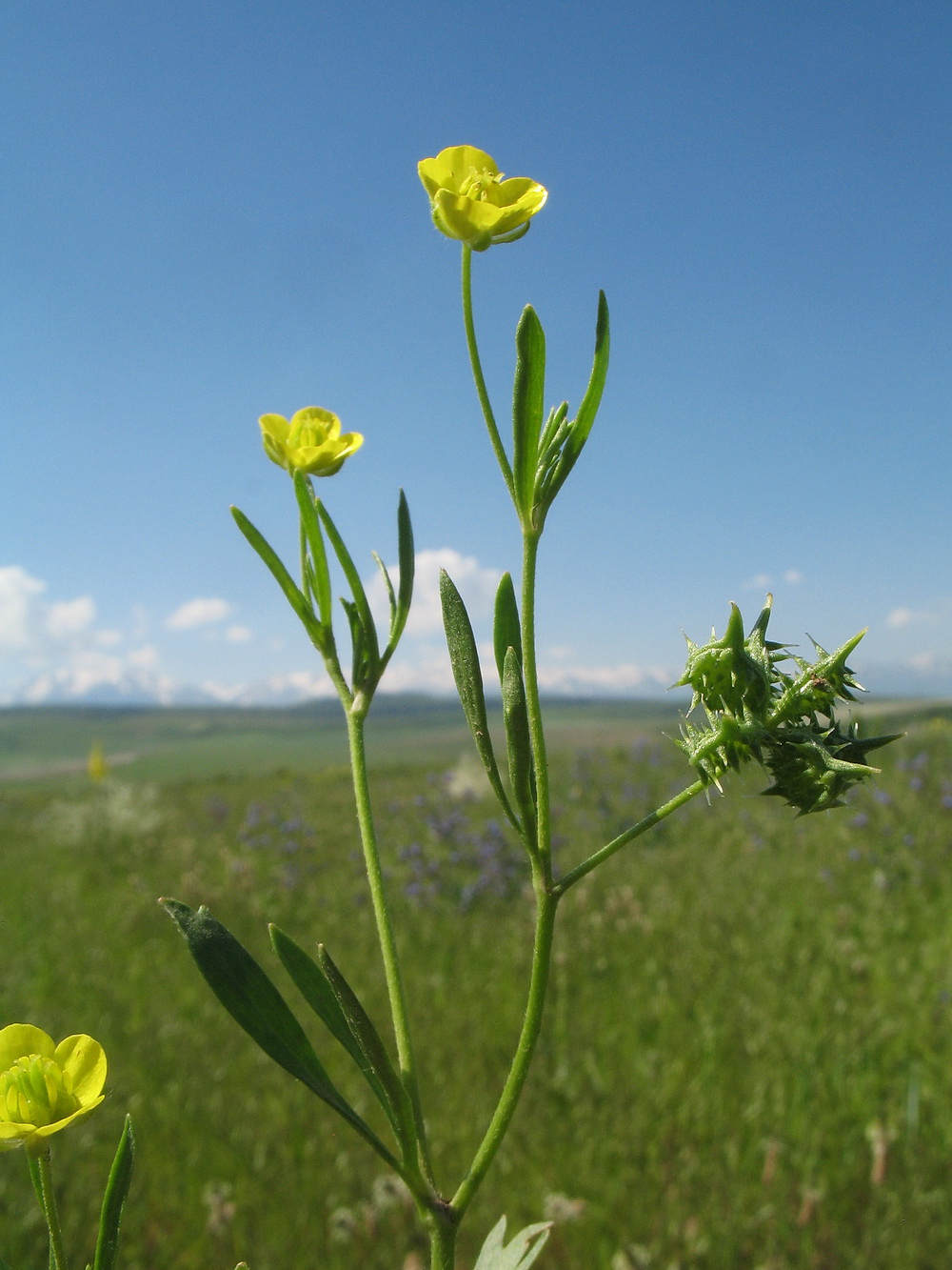 Image of Ranunculus arvensis specimen.