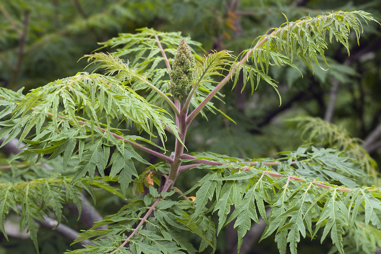 Изображение особи Rhus typhina f. dissecta.