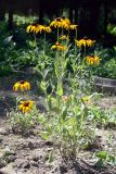 Rudbeckia hirta