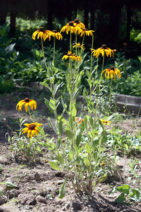 Image of Rudbeckia hirta specimen.