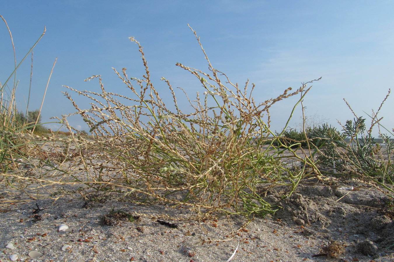 Изображение особи Corispermum nitidum.