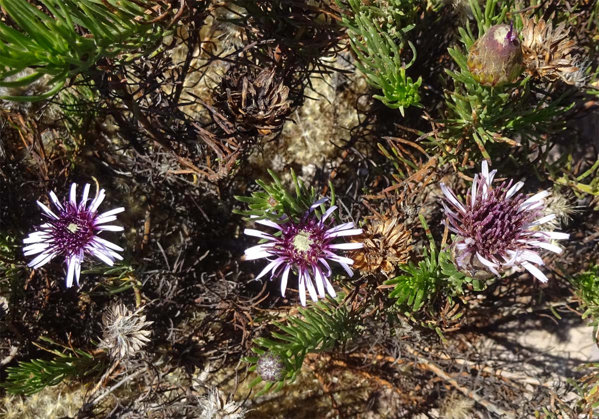 Изображение особи Gypothamnium pinifolium.