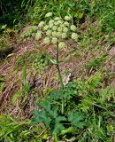 Heracleum sphondylium подвид ternatum. Цветущее растение. Сербия, национальный парк Тара, плоскогорье Равна Тара, западный берег оз. Заовине, луг на опушке сосняка. 11.07.2019.