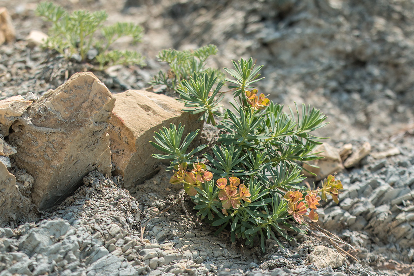 Image of Euphorbia petrophila specimen.