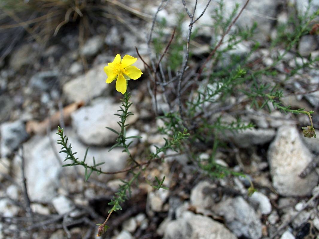 Изображение особи Fumana ericoides.