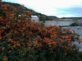 Pyracantha coccinea. Плодоносящие растения. Крым, Севастополь, Балаклавский р-н, окр. Инкерманского карьера, можжевеловое редколесье. 27.09.2019.