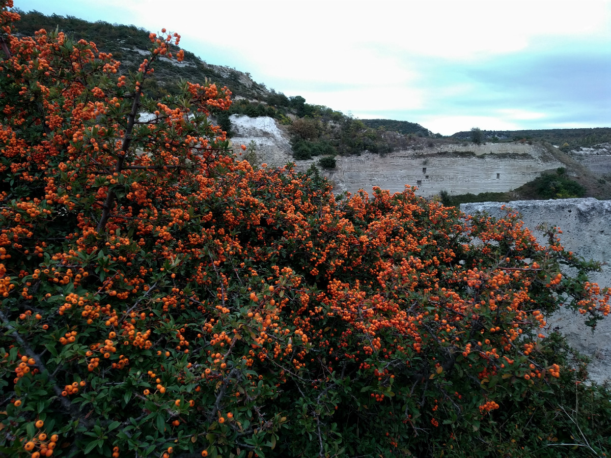 Image of Pyracantha coccinea specimen.