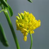 Image of taxon representative. Author is Василий Гелюта