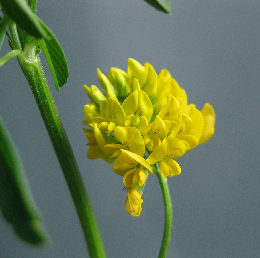 Image of Medicago × varia specimen.