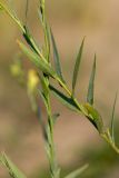 род Linaria