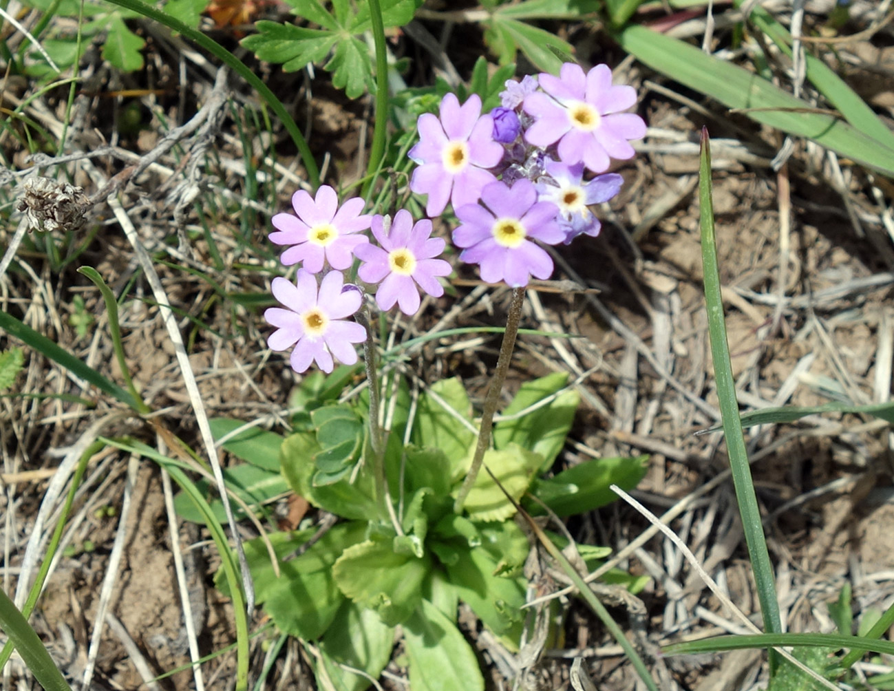 Image of Primula algida specimen.