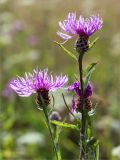 Centaurea jacea. Верхушки побегов с соцветиями. Псковская обл., Печорский р-н, Изборско-Мальская долина восточнее оз. Городищенское, суходольный разнотравно-злаковый луг. 03.08.2019.