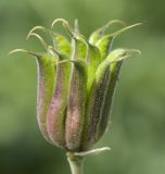 Aquilegia jucunda