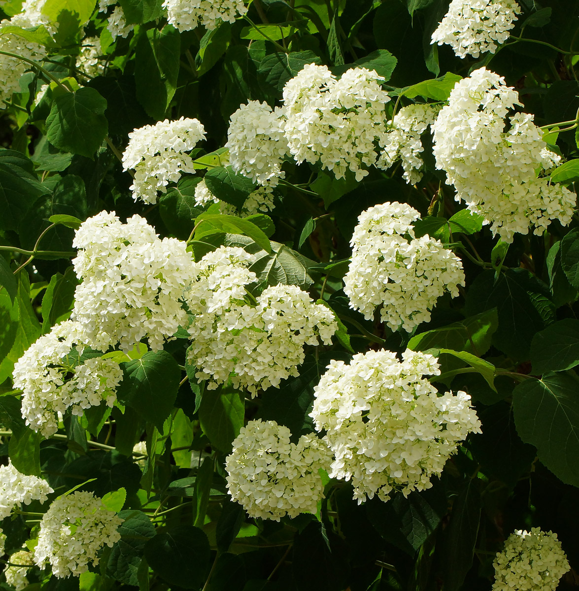 Image of Hydrangea arborescens specimen.