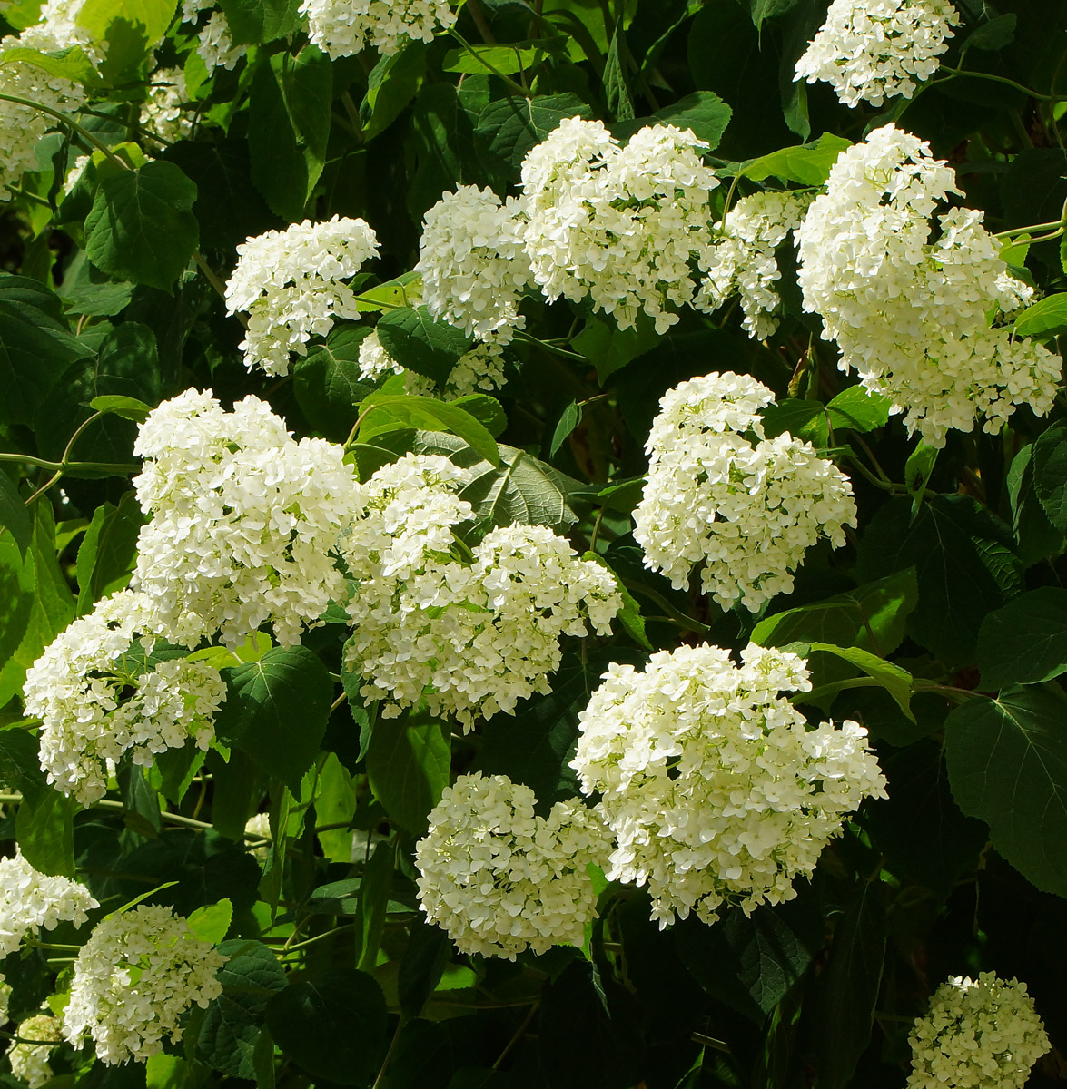 Image of Hydrangea arborescens specimen.