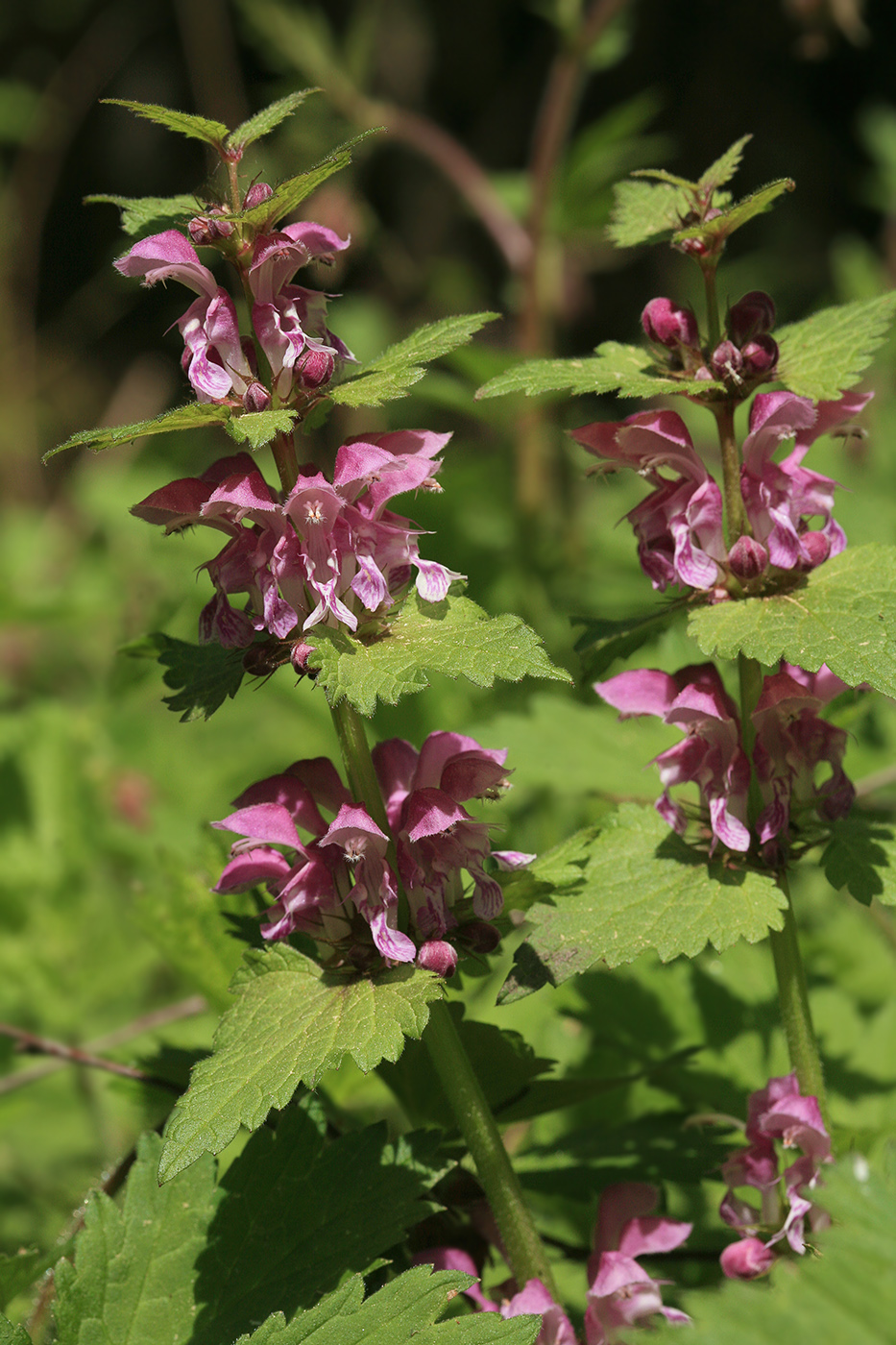 Изображение особи Lamium maculatum.