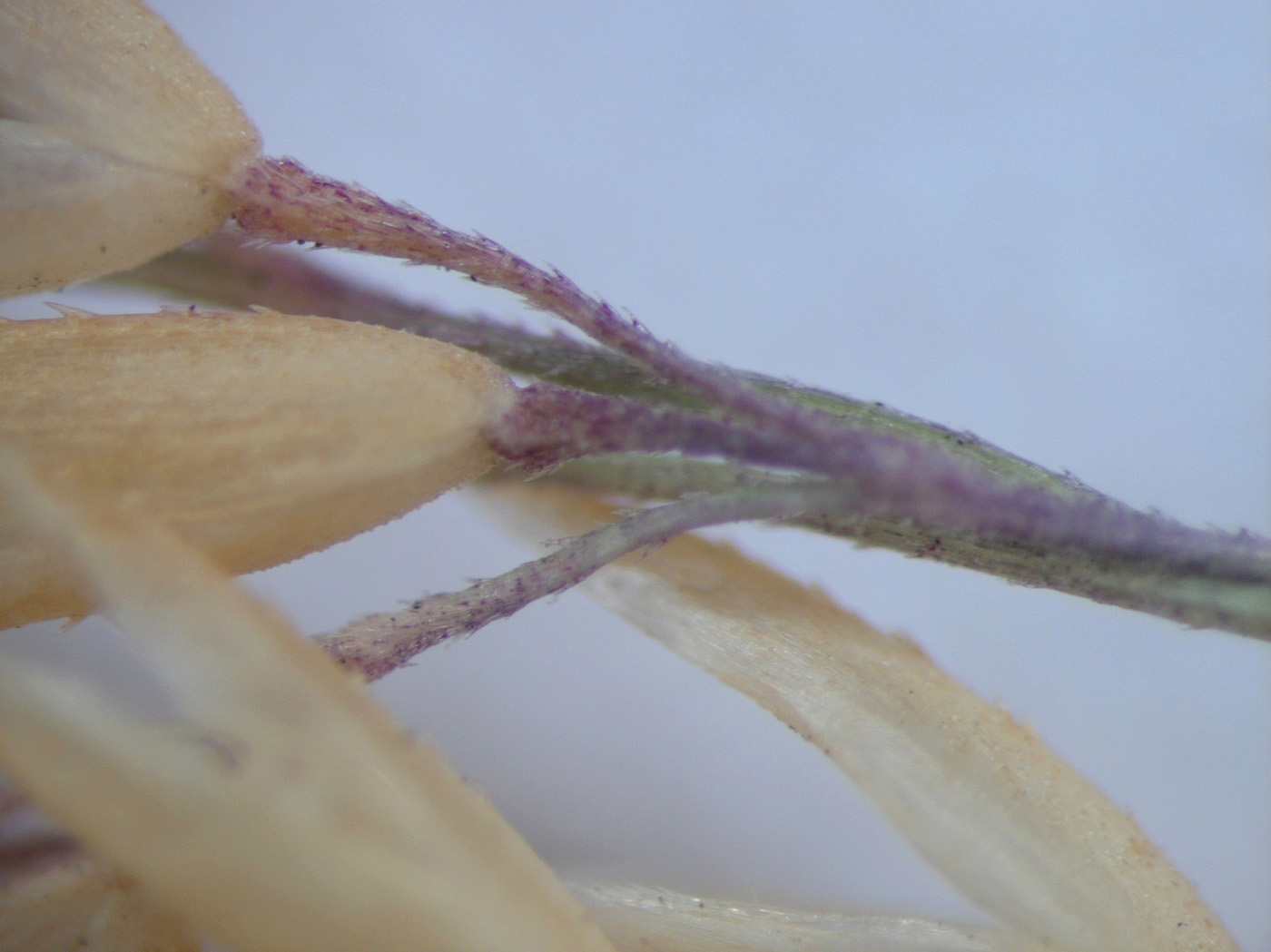 Изображение особи Agrostis stolonifera.