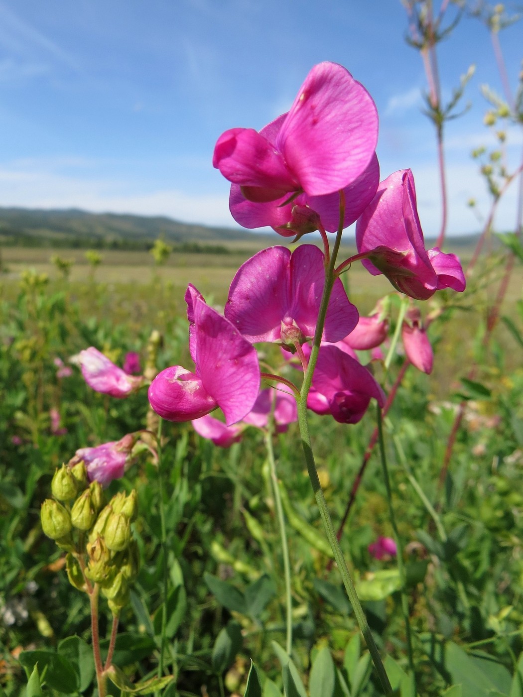 Image of Lathyrus tuberosus specimen.