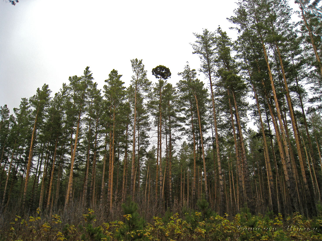 Изображение особи Pinus sylvestris.