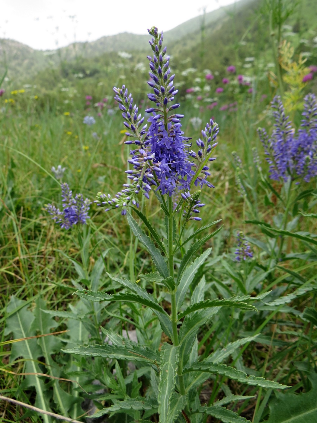 Image of Veronica spuria specimen.