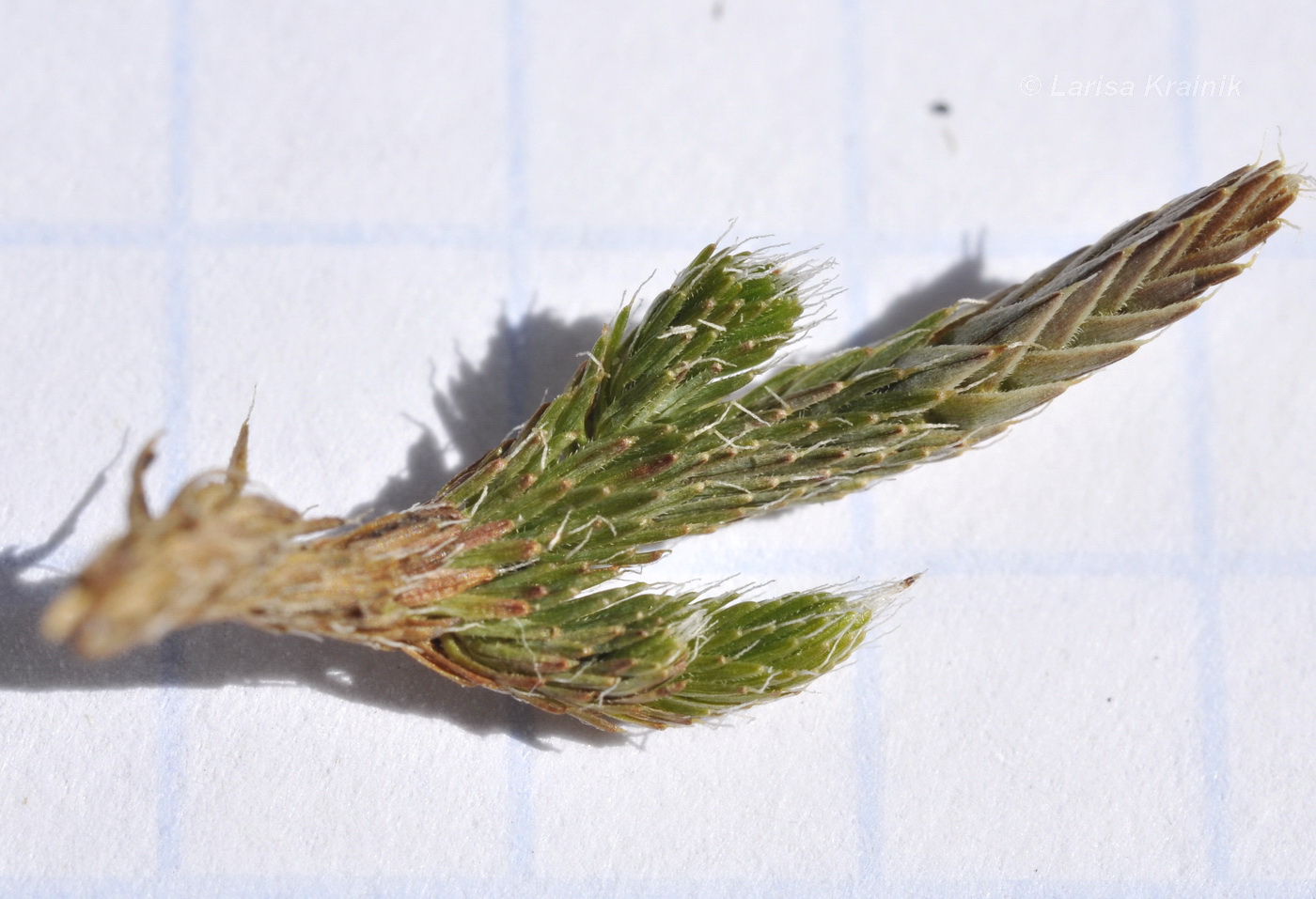 Image of Selaginella rupestris specimen.