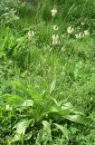 Plantago lanceolata