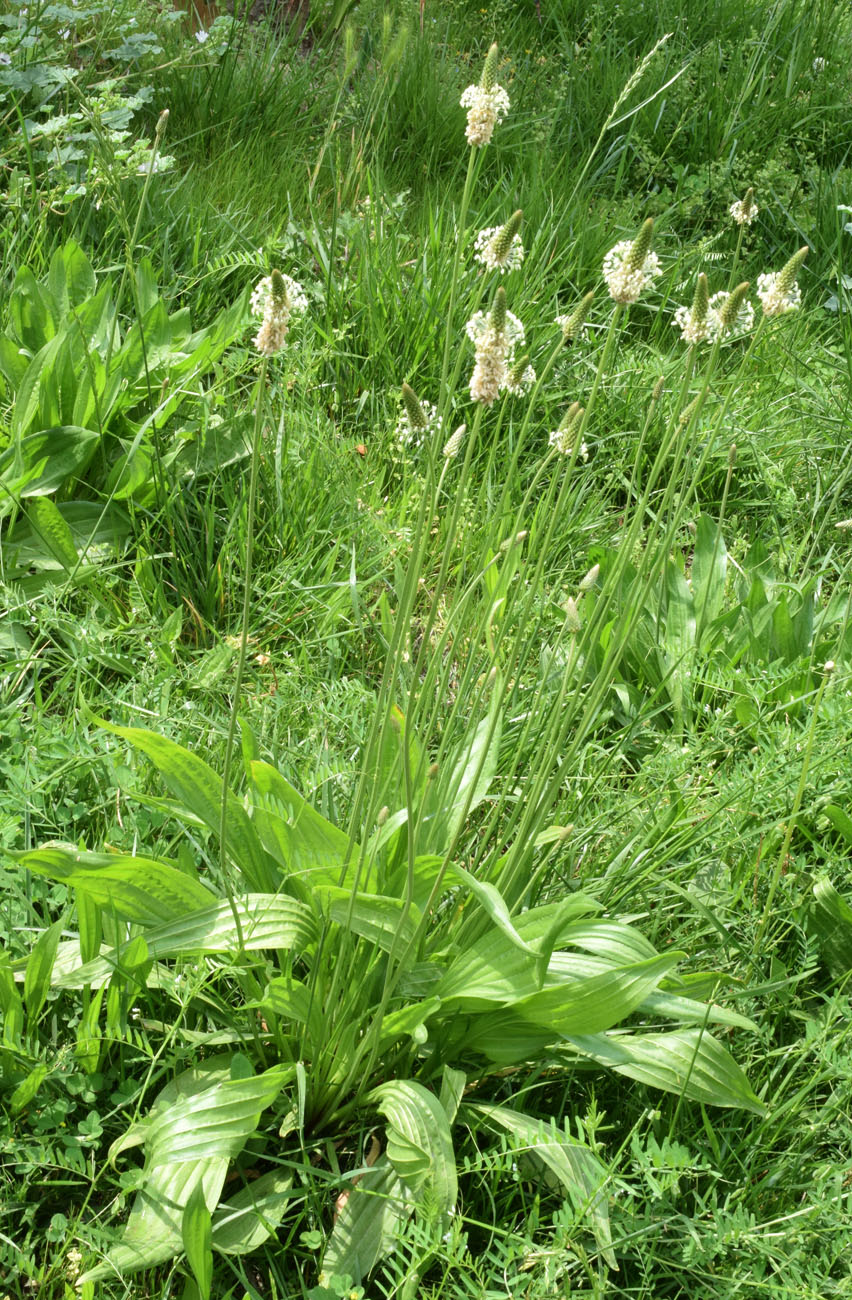 Изображение особи Plantago lanceolata.