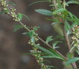 Artemisia vulgaris