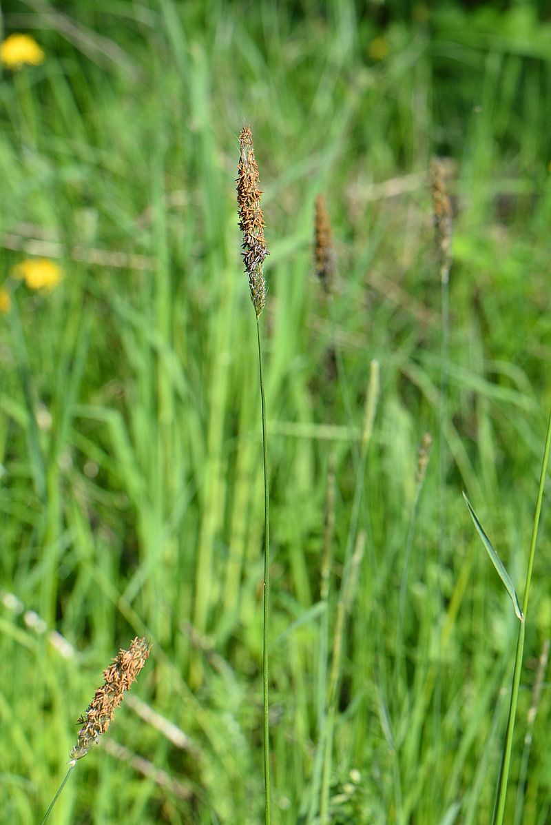 Image of Alopecurus pratensis specimen.